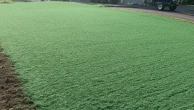 Fresh hydroseed application covering lawn soil in Easton, PA by Chop Chop Landscaping