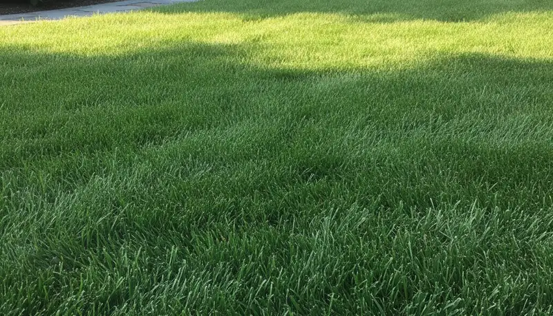 Lush green lawn in Easton, PA showing thick turf and healthy growth from professional lawn care services