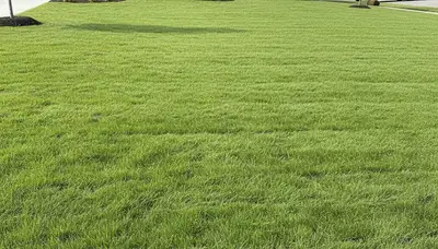 Freshly installed vibrant green sod lawn by professional landscapers in Easton, PA
