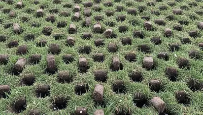 Close-up of soil plug cores after professional lawn aeration on a residential yard in Easton, PA